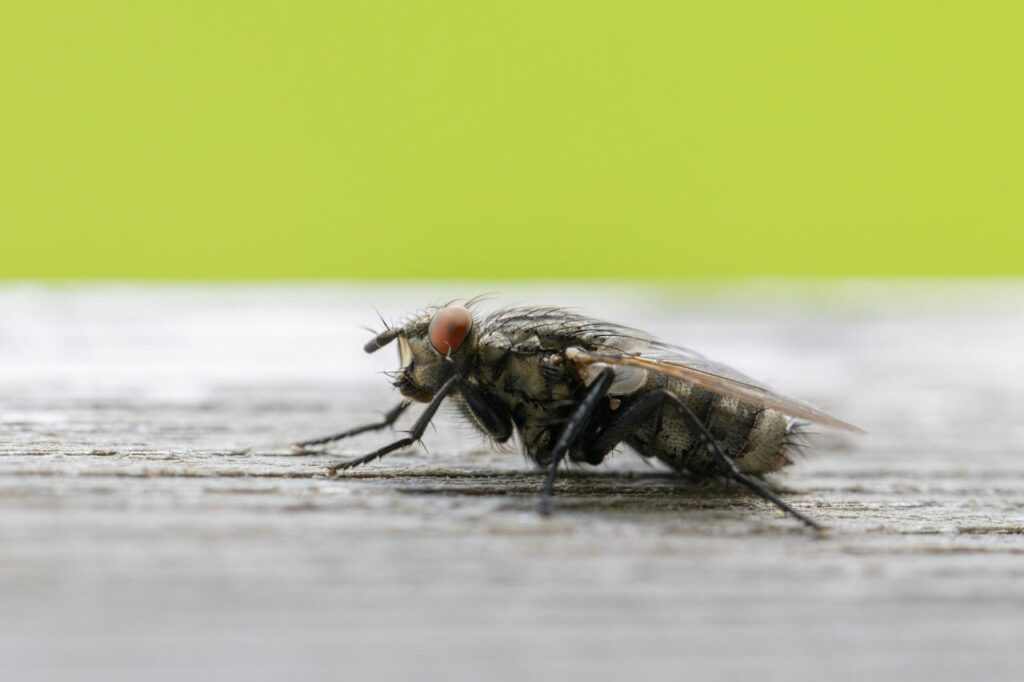 Detailed macro shot of a common housefly resting on a wooden surface.
