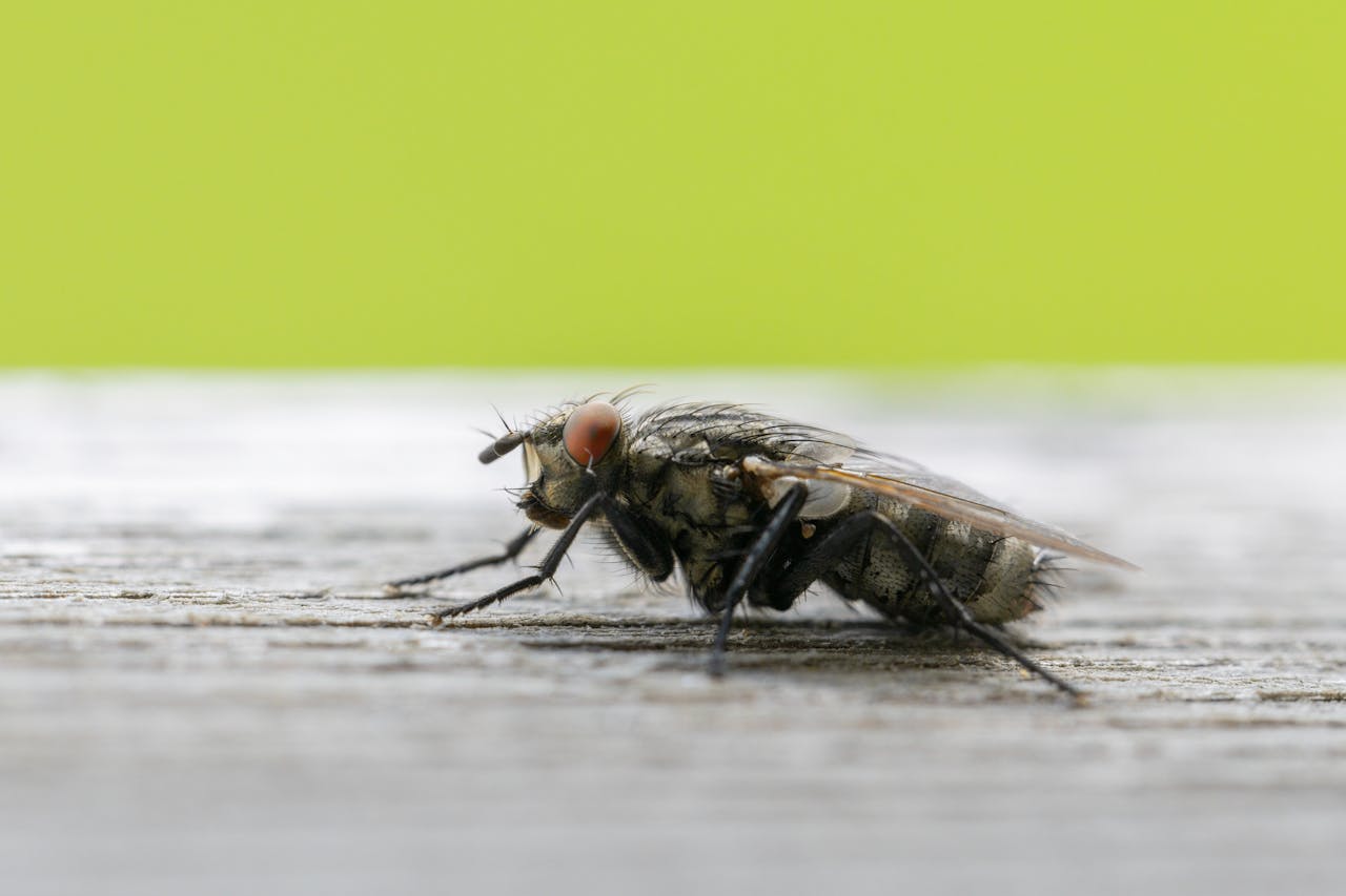 Detailed macro shot of a common housefly resting on a wooden surface.