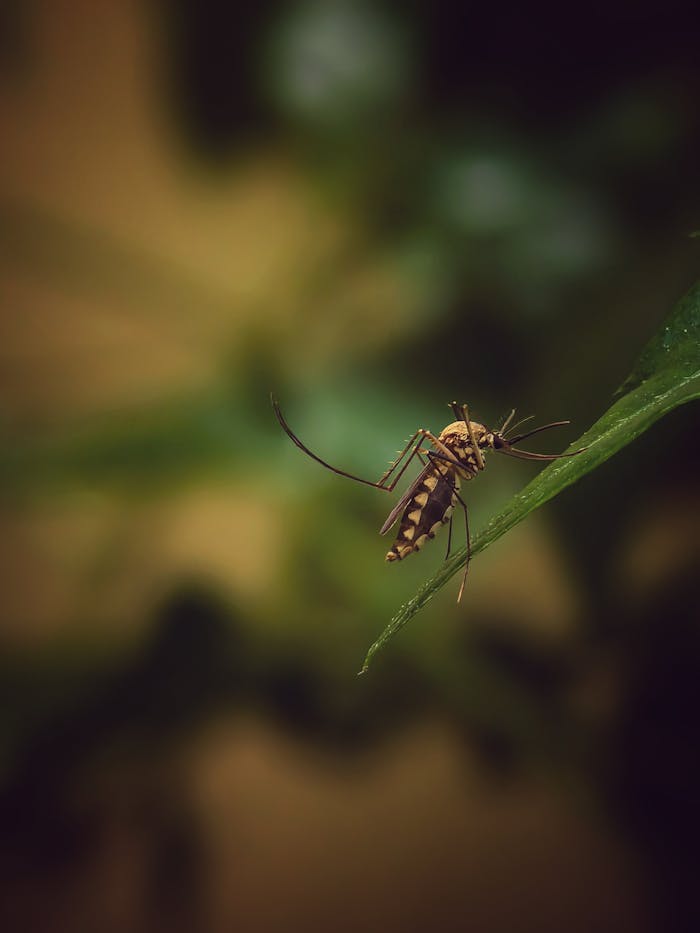 Macro shot of a mosquito perched on a leaf, highlighting its intricate details.