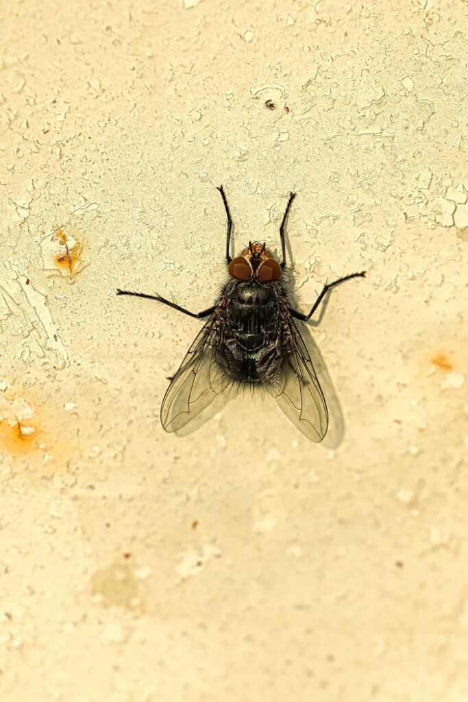 Detailed image of a housefly on a textured wall, showcasing its features.